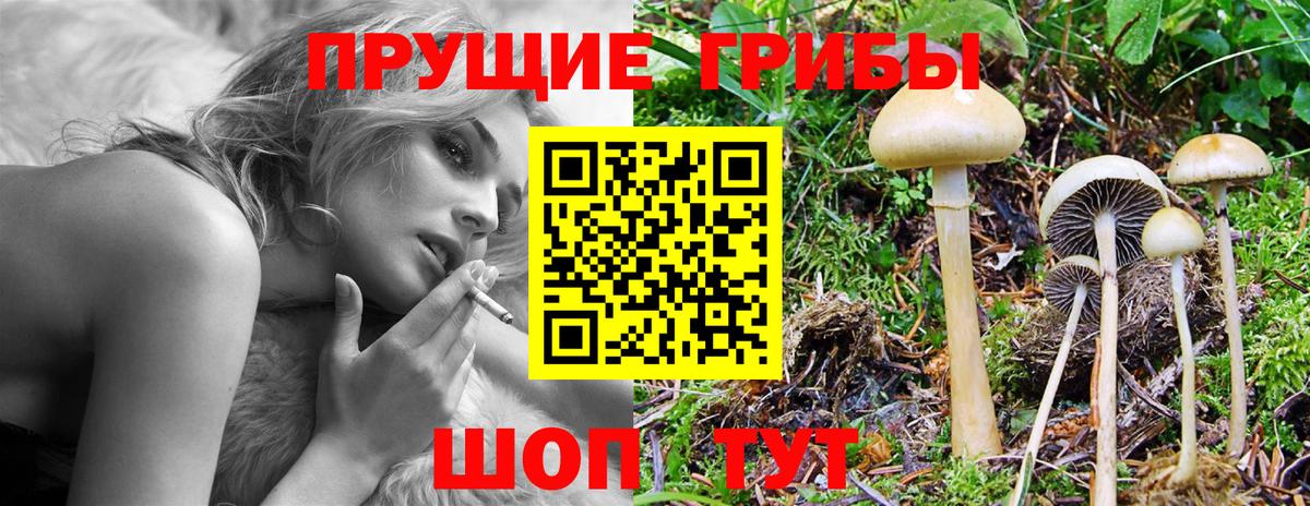 Осинники  Псилоцибиновые грибы Psilocybe  Вход с VPN  Псилоцибиновые грибы ЛСД 